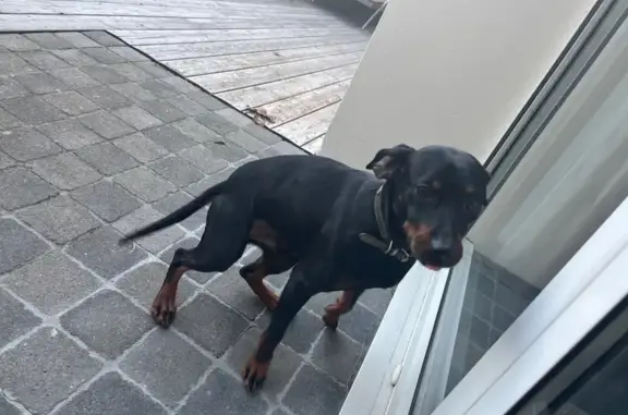 Chien trouvé , photo: Pincher noir et marron trouvé Rue des Ormeaux