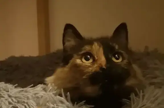 Chatte disparue, visage bicolore, Plédran - photo