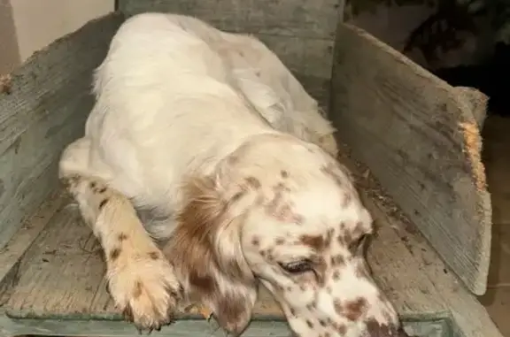 Chiens disparus, Marius et César, Tonneins - photo