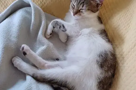 Chat perdu, Châtenay-Malabry, photo: Jeune chat mâle disparu à Châtenay