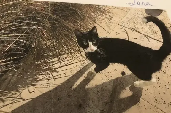 Chat trouvé Périgueux, photo: Chaton trouvé rue Gabriel Lacueille, Périgueux