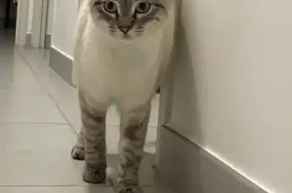 Chat trouvé Saint-Martin-de-Crau, photo: Petite chatte siamoise trouvée à Saint-Martin