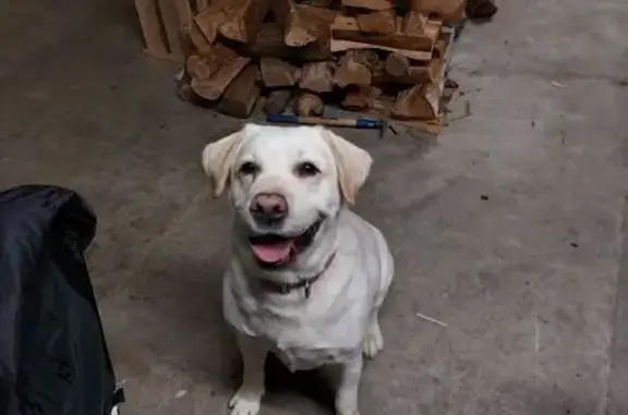 Chien trouvé Droue-sur-Drouette, photo: Labrador sable trouvé Rue de Crochet