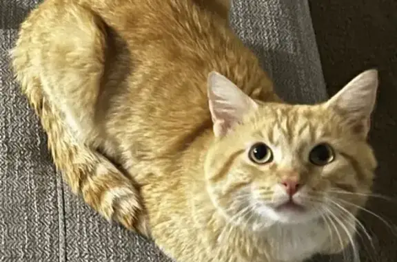 Missing: Friendly Golden Tabby in Plain City