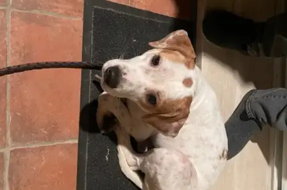 Chienne épagneul breton trouvée à La Réole - photo