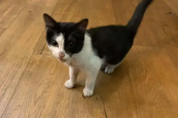 Chat trouvé Le Bouscat, photo: Chat trouvé au Bouscat : femelle 4-5 mois