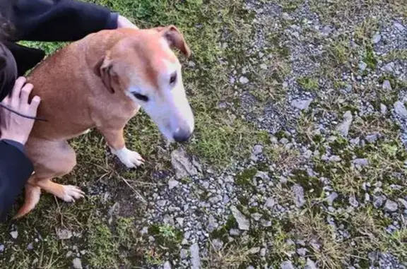 Chien perdu près d'Irrissarry : contactez-nous - photo