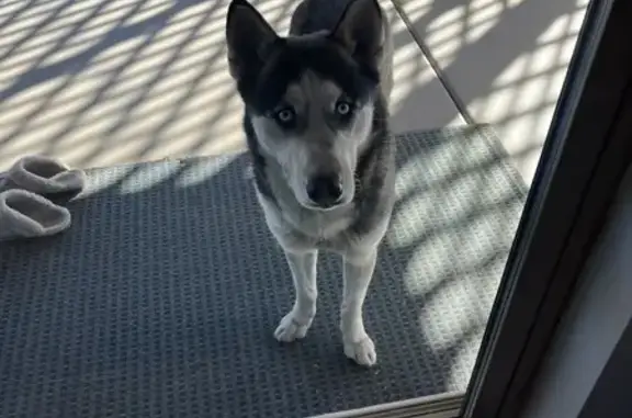 Friendly Husky Found in Phoenix - Help!