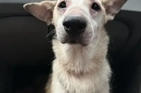 Cachorro Bege Perdido na Estrada dos Três Rios