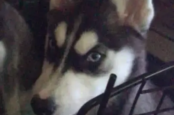 Lost Husky: Skunk-Like Face, No Collar