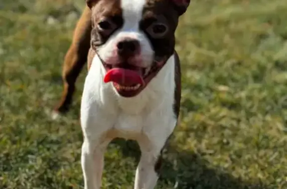 Lost: Sweet, Timid Boston Terrier