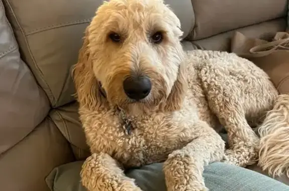 Lost Goldendoodle: Cream, 70lbs, Sun Prairie