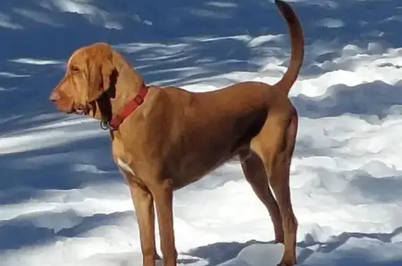 Lost Red Bloodhound Lucas in Desert