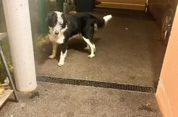 Animaux trouvés , photo: Border collie noir et blanc errant trouvé