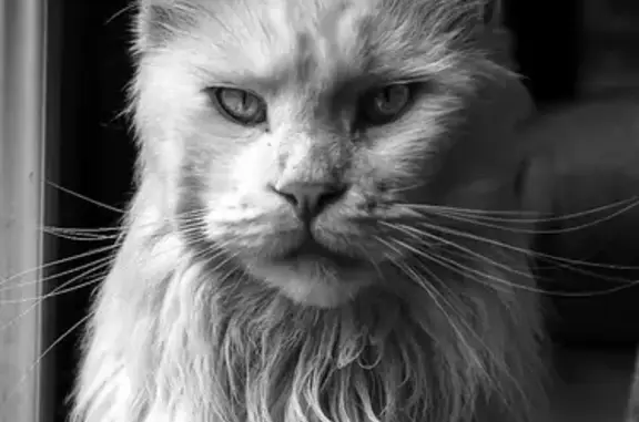 Maine Coon blanc sourd perdu à Chaspuzac - photo
