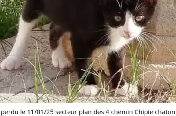 Chaton 4 mois perdu à Villevieille - photo