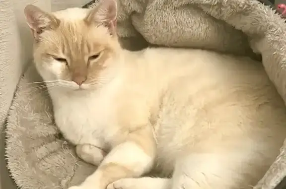 Chat crème disparu, Scionzier, pucé - photo