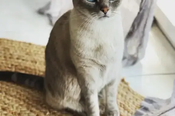 Chat perdu, Échiré, photo: Chat siamois disparu à Échiré