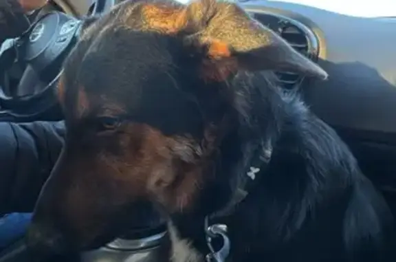 Chien trouvé , photo: Chien trouvé, non pucé, gentil - Occitanie