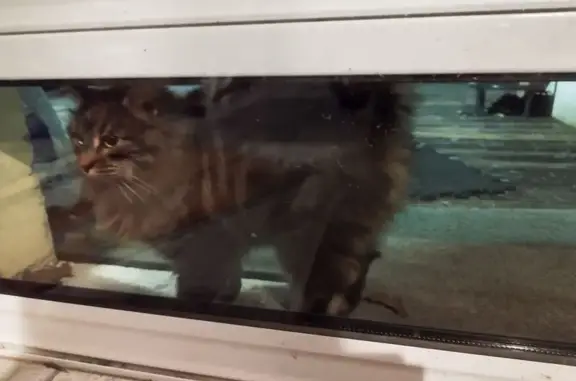 Chat trouvé Paimpont, photo: Chatte tigrée trouvée à Paimpont