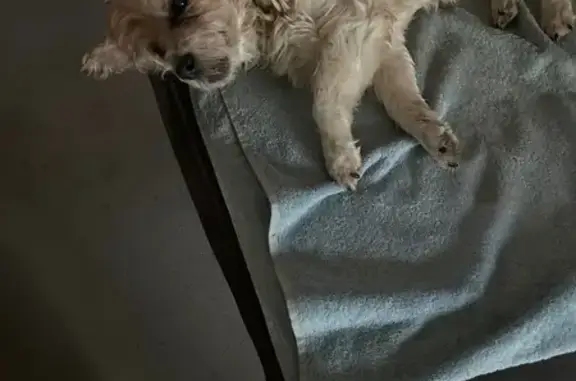 Chien perdu à Saint-Offenge (Auvergne) - photo