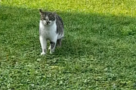 Chat trouvé à La Chailleuse - photo