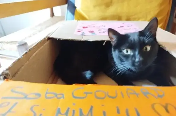 Animaux perdus , photo: Chatte noire disparue à Goujounac