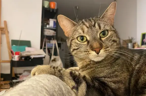 Chat perdu, Roussillon, photo: Chatte tigrée 3 ans disparue à Roussillon