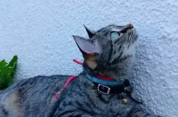 Animaux perdus , photo: Chatte Pinkie perdue au Val-d'Ajol