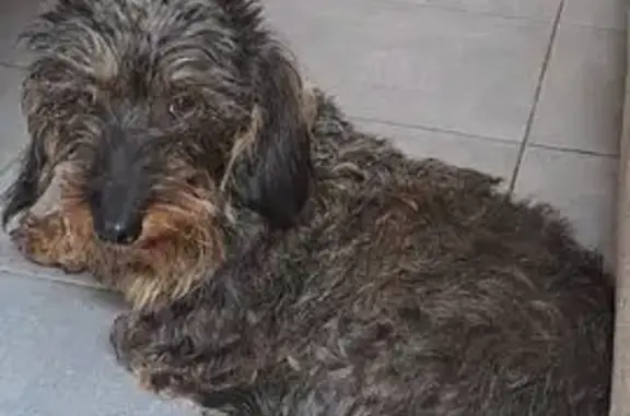 Chien trouvé Nîmes, photo: Chien trouvé collier rose à Nîmes