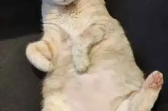 PERDU : Chat roux et crème à Lesneven - photo