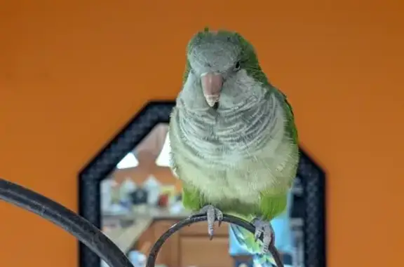 Lost Quaker Parrot 'Kiwi' in Springfield!