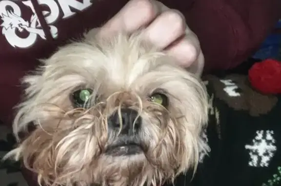 Lost Shih Tzu: Small, Blue Collar, Greenwood