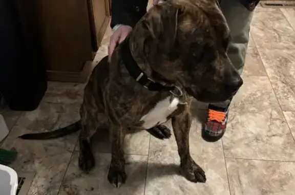 Sweet Brindle Pit-Bull Found in Granite City