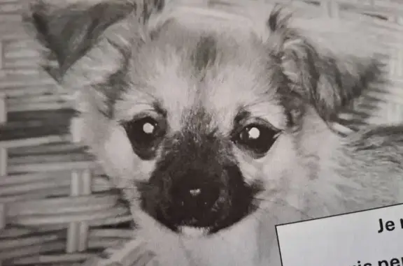 Chihuahua mâle perdu à Périgueux - photo