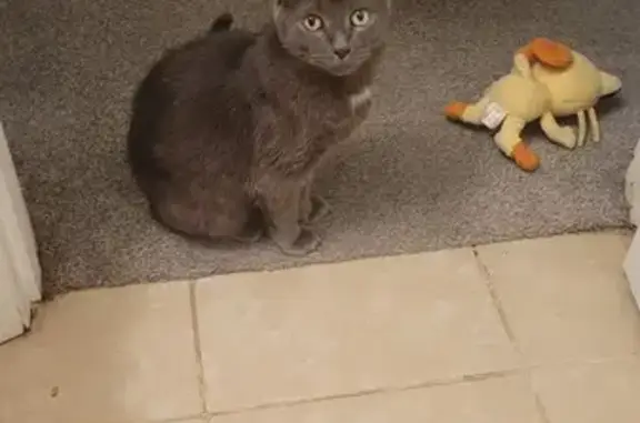 Lost Russian Blue Cat on Bufort Blvd