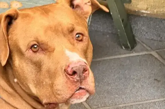 Pitbull Dócil Encontrado na Zona Sul de SP