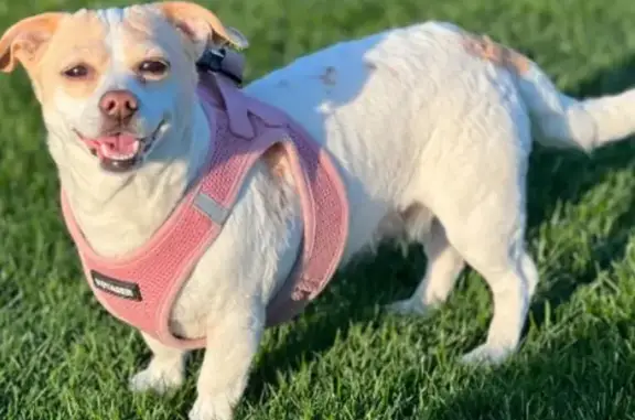 Lost: Nala, White Chihuahua Mix in Litchfield