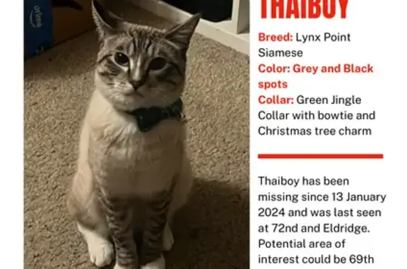 Lost Siamese Cat with Green Bowtie in Arvada