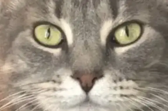 Chatte grise perdue à La Rochelle - photo