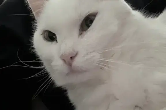 Missing: All White Cat Donna in Alvin