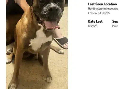 Lost Boxer: Dark Brown, Fresno Area