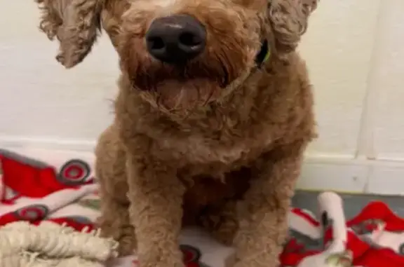 Lost Wheaten-Poodle Mix in Lodi