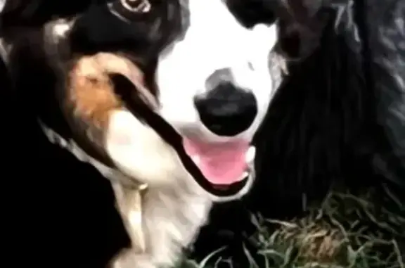 Animaux perdus , photo: Chien perdu : Border Collie à Sari-Solenzara