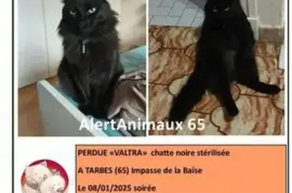 Animaux perdus Tarbes, photo: Chatte disparue à Tarbes, collier bleu