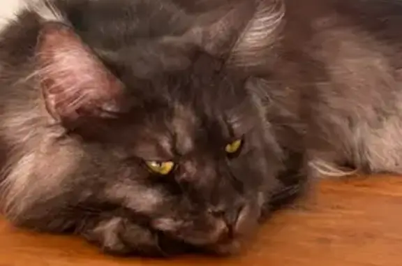 Animaux perdus Marseille Bompard, photo: Chat perdu : Main Coon gris/noir, poil long