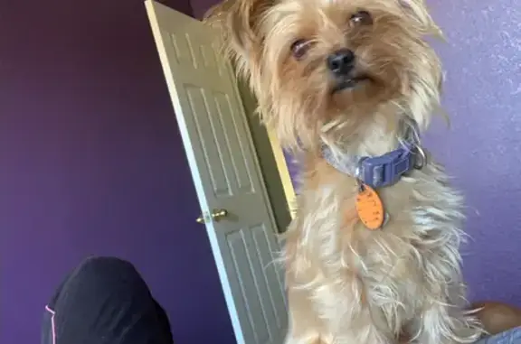 Missing Yorkie-Shitzu in Erie, CO