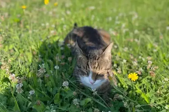 Chat tigré 8 ans perdu à Grièges - photo