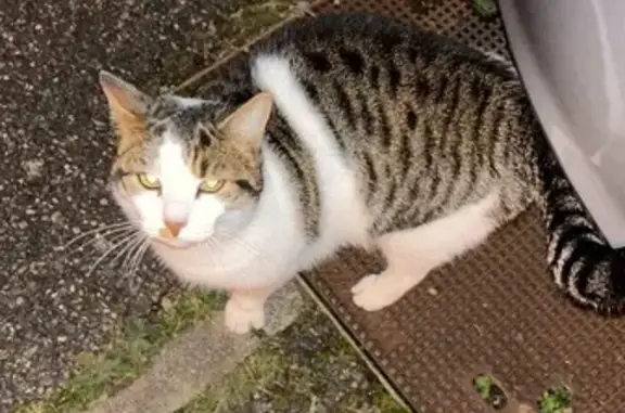 Chat trouvé Abrest, photo: Chat mâle sociable trouvé à Abrest