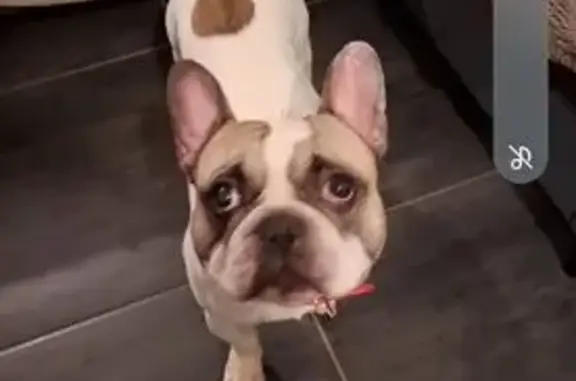 Chien trouvé , photo: Bouledogue trouvé près du Pertre, Bretagne